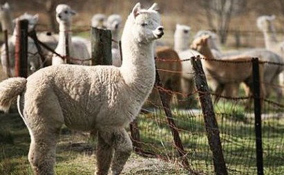 Glenhope Bed And Breakfast - Accommodation Gold Coast 2