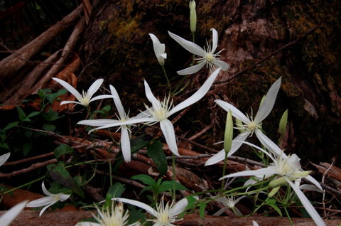 Walpole Wilderness Resort - Accommodation Gold Coast 7