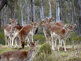 Lake Leake Chalet - Accommodation Gold Coast 0