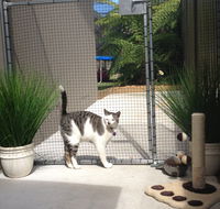 Caringbah Cat Hotel - Accommodation Gold Coast