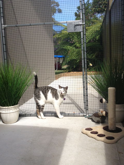 Caringbah Cat Hotel - Accommodation Gold Coast 0