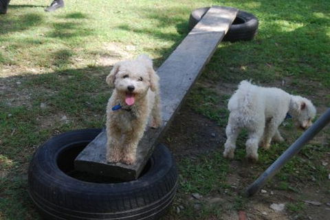 Beenleigh Pet Motel - Accommodation Gold Coast 0