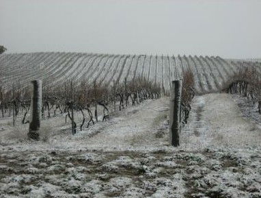 Turners Vineyard - Accommodation Gold Coast 3