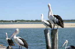 Tuncurry Sunset Motel - Accommodation Gold Coast 3