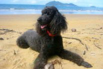 Dunk Island View Caravan Park - Accommodation Gold Coast 4