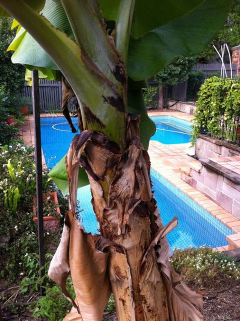 Bardon B&B - Accommodation Gold Coast 5