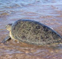 Mackerel Islands - Accommodation Gold Coast