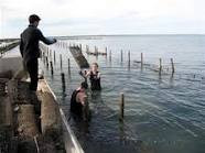 Cowell Foreshore Caravan Park & Holiday Units - Accommodation Gold Coast 2