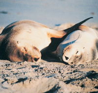 Barbaree Cottage - Accommodation Gold Coast