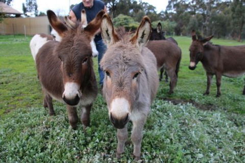 Donkey Tales Farm Cottages - Accommodation Gold Coast 0