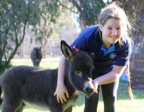 Donkey Tales Farm Cottages - Accommodation Gold Coast 1