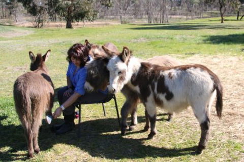 Donkey Tales Farm Cottages - Accommodation Gold Coast 2