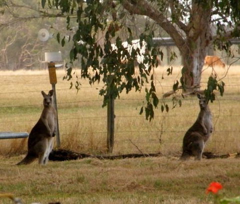 Blue Wren Haven - Accommodation Gold Coast 5