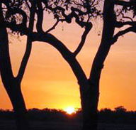 Coodardie Station Stay - Accommodation Gold Coast