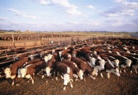 Bond Springs Outback Retreat - Accommodation Gold Coast 0