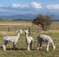 Promhills Cabins - Accommodation Gold Coast