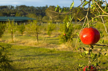 Talga Estate - Accommodation Gold Coast 25