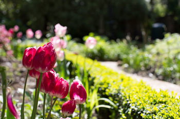 Adeline Bed And Breakfast - Accommodation Gold Coast 17