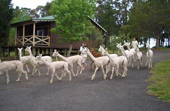 Madison's Mountain Retreat - Accommodation Gold Coast 6