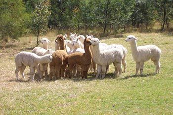 Madison's Mountain Retreat - Accommodation Gold Coast 7