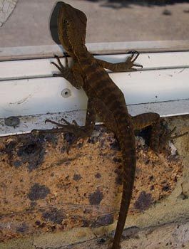 Madison's Mountain Retreat - Accommodation Gold Coast 9