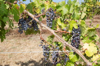 De'Vine Escape - Accommodation Gold Coast 13