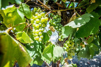 De'Vine Escape - Accommodation Gold Coast 20