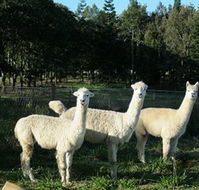Blackwattle Farm BampB and Farm Stay - Gold Coast 4U