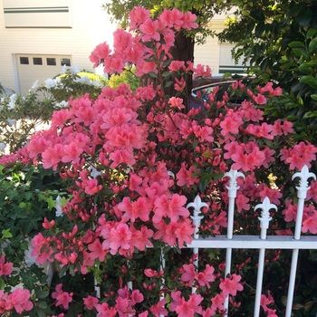 North Ryde Guest House - Accommodation Gold Coast 31