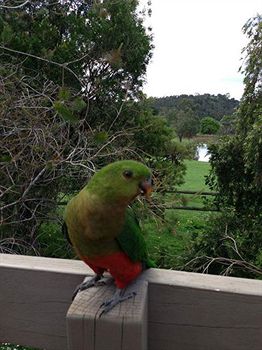 Australian Home Away @ Wonga Park Brushy Creek - Accommodation Gold Coast 2