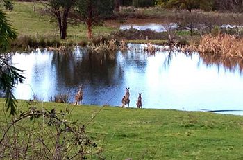 Australian Home Away @ Wonga Park Brushy Creek - Accommodation Gold Coast 8