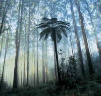 Tower Motel Marysville - Accommodation Gold Coast