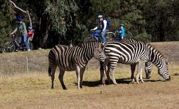 Zoofari Lodge, Taronga Western Plains Zoo - Accommodation Gold Coast 8