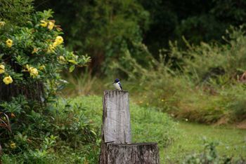 Kingfishers Manor @ Noosa - Accommodation Gold Coast 32