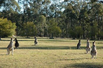 Hunter Hideaway Cottages - Accommodation Gold Coast 14