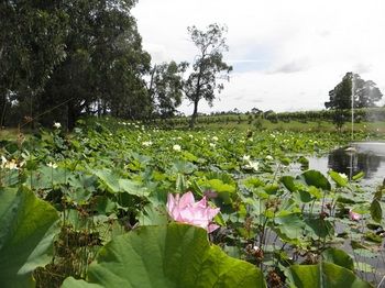 Wild Cattle Creek Estate - Accommodation Gold Coast 43