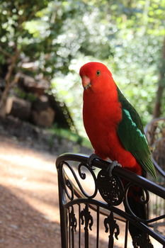 Merrow Cottages - Accommodation Gold Coast 40