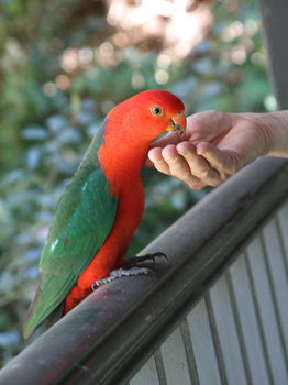 Merrow Cottages - Accommodation Gold Coast 49