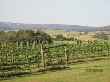 Tranquil Vale Vineyard & Cottages - Accommodation Gold Coast 5