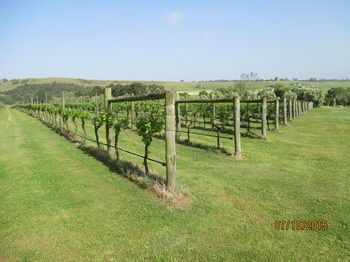 Tranquil Vale Vineyard & Cottages - Accommodation Gold Coast 8