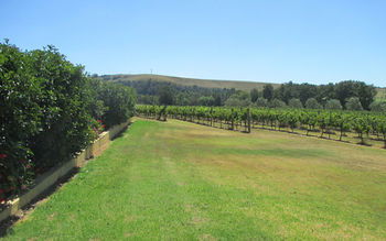 Tranquil Vale Vineyard & Cottages - Accommodation Gold Coast 17