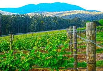 Valley Farm Vineyard Cottages - Accommodation Gold Coast 10