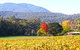 Valley Farm Vineyard Cottages - thumb 11