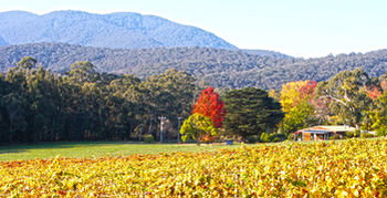 Valley Farm Vineyard Cottages - Accommodation Gold Coast 11