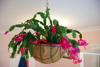 L'Auberge Angara Bed And Breakfast - Accommodation Gold Coast 41