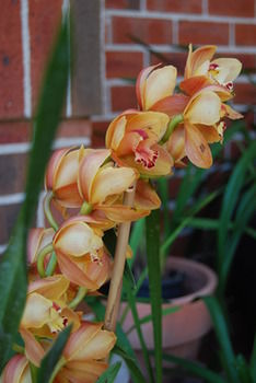 L'Auberge Angara Bed And Breakfast - Accommodation Gold Coast 42