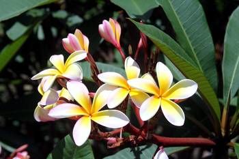 Phoenix Eumundi Bed & Breakfast - Accommodation Gold Coast 13