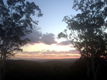 Phoenix Eumundi Bed & Breakfast - Accommodation Gold Coast 14