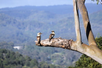 Phoenix Eumundi Bed & Breakfast - Accommodation Gold Coast 18