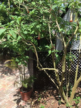 The Regents Park - Accommodation Gold Coast 54